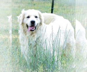Father of the English Cream Golden Retriever puppies born on 03/20/2024