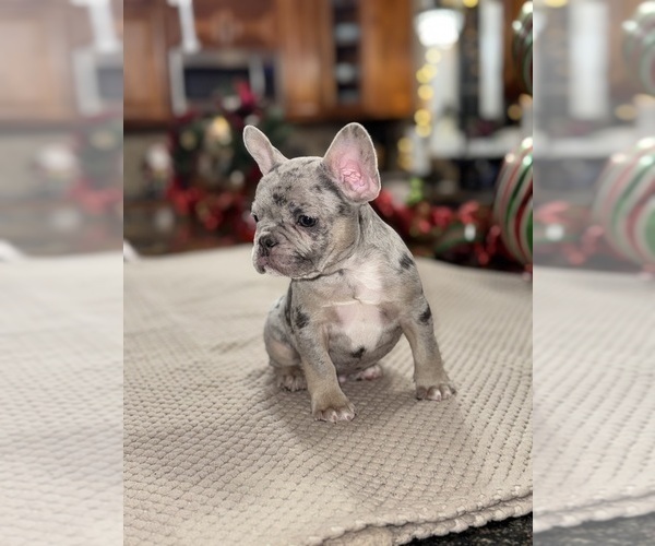 Medium Photo #4 French Bulldog Puppy For Sale in HILTON, NY, USA