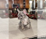 Small Photo #4 French Bulldog Puppy For Sale in HILTON, NY, USA