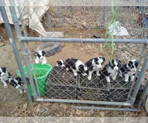 Border Collie Puppy for sale in TOPPENISH, WA, USA