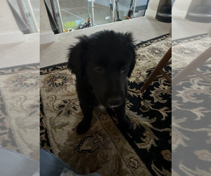 Border Collie-English Cream Golden Retriever Mix Puppy for sale in GOSHEN, IN, USA