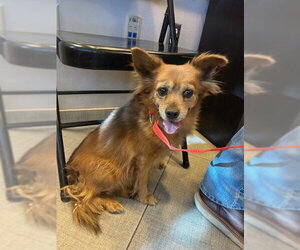 Chihuahua-Unknown Mix Dogs for adoption in Rancho Cucamonga, CA, USA
