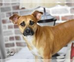 Small #2 Dachshund-Labrador Retriever Mix