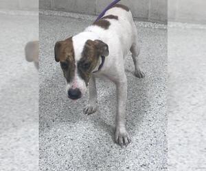Mutt Dogs for adoption in Conroe, TX, USA