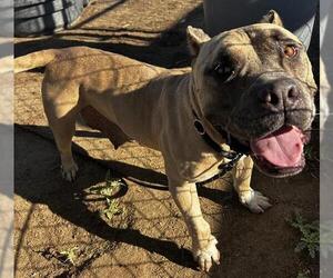 Mutt Dogs for adoption in Bakersfield, CA, USA