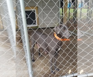 Blue Lacy Puppy for sale in MULBERRY, FL, USA