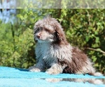 Small #15 ShihPoo
