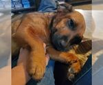 Small #2 Basset Hound Mix