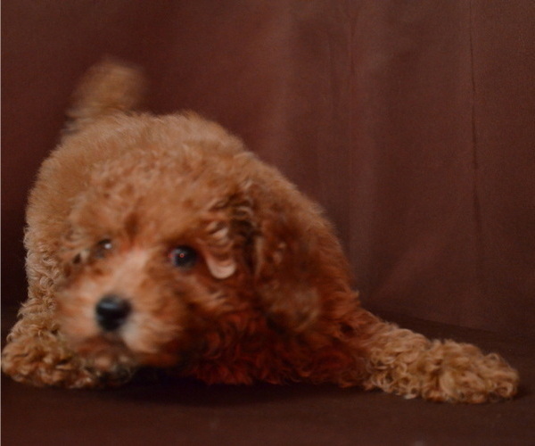 Medium Photo #3 Poodle (Miniature) Puppy For Sale in PATERSON, NJ, USA