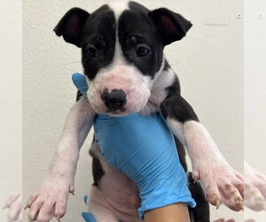 Bull Terrier-Unknown Mix Dogs for adoption in San Antonio, TX, USA