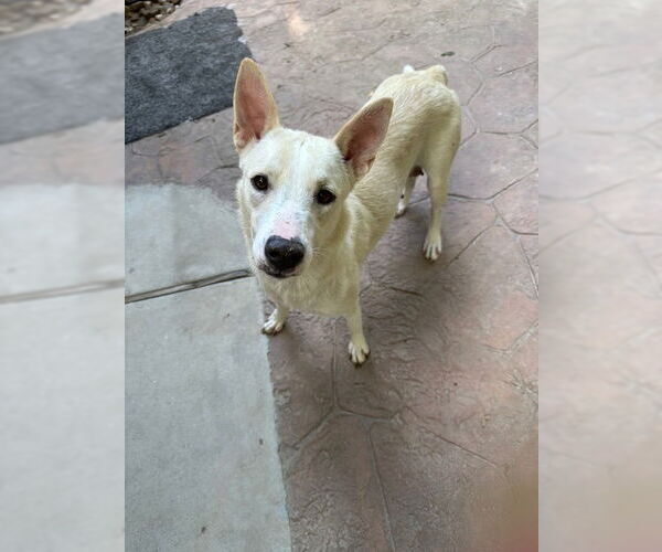 Medium Photo #1 Mutt Puppy For Sale in Oak Bluffs, MA, USA