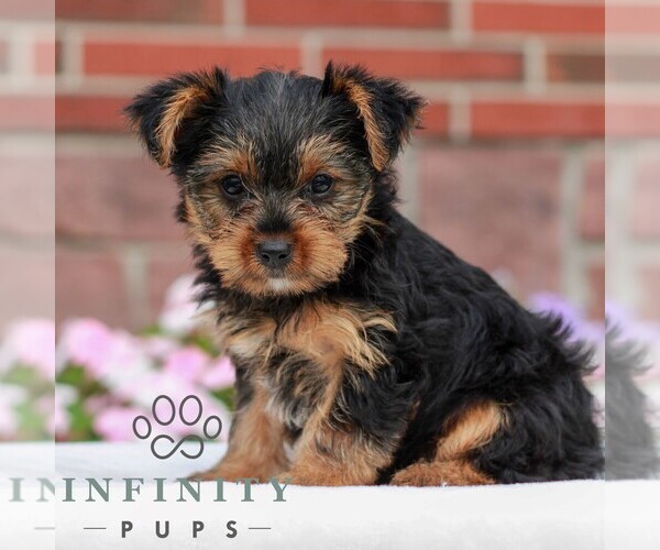 Medium Photo #3 Yorkshire Terrier Puppy For Sale in REINHOLDS, PA, USA