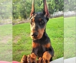 Small Photo #37 Doberman Pinscher Puppy For Sale in FORT LAUDERDALE, FL, USA