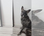 Small German Shepherd Dog Mix