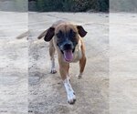 Small #13 Beagle-Mountain Cur Mix