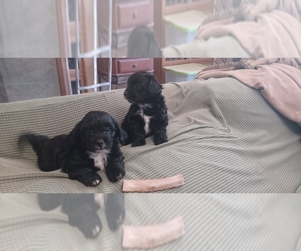 Medium Photo #2 Hava-Apso Puppy For Sale in AMADO, AZ, USA