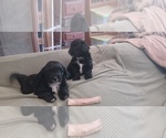 Small #1 Hava-Apso