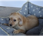 Small Photo #6 Cavachon Puppy For Sale in FREDERICKSBURG, OH, USA