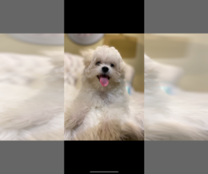 Maltese Puppy for sale in GREENSBORO, NC, USA