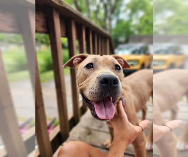 Medium Photo #5 American Pit Bull Terrier-Unknown Mix Puppy For Sale in Germantown, OH, USA