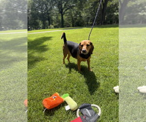 ACE - Male Beagle Dog for Adoption - Photo #2
