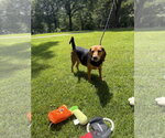 Small #1 Beagle