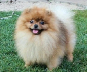 Father of the Pomeranian puppies born on 02/27/2020