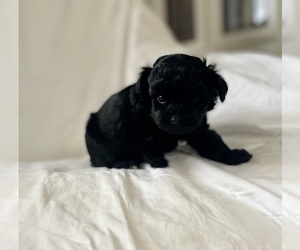 YorkiePoo Puppy for sale in CONWAY, SC, USA