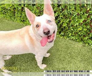 Carolina Dog Dogs for adoption in West Palm Beach, FL, USA