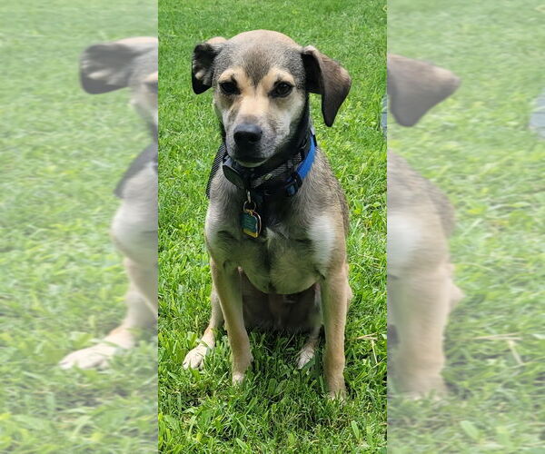 Medium Photo #4 Labrador Retriever-Unknown Mix Puppy For Sale in San Antonio, TX, USA