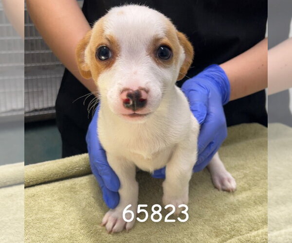 Medium Photo #1 Dachshund Puppy For Sale in Chico, CA, USA