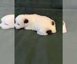 Small #2 Coton de Tulear