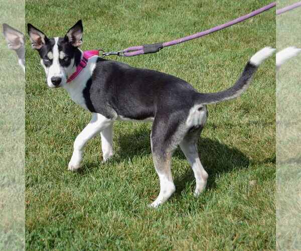 Medium Photo #2 German Shepherd Dog-Huskies  Mix Puppy For Sale in Huntley, IL, USA