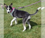 Small #1 German Shepherd Dog-Huskies  Mix