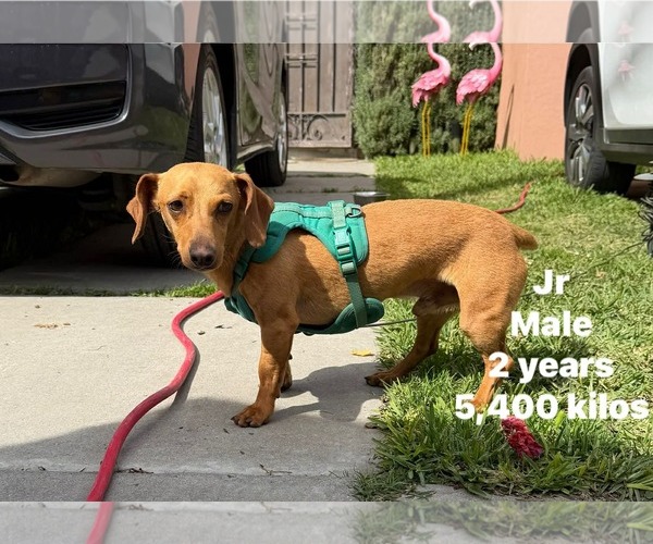 Medium Photo #7 Dachshund Puppy For Sale in Crystal, MN, USA