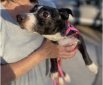 Small #3 Dachshund Mix