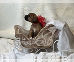 Small Photo #8 Cane Corso Puppy For Sale in CLINTON, MD, USA