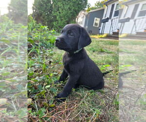 Labrador Retriever Puppy for sale in NORTH DARTMOUTH, MA, USA