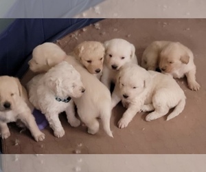 English Cream Golden Retriever-Goldendoodle Mix Puppy for Sale in MOORCROFT, Wyoming USA