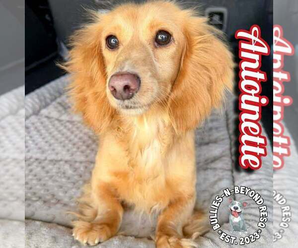 Medium Photo #2 Dachshund Puppy For Sale in Omaha, NE, USA