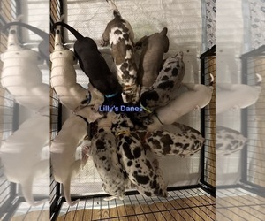 Great Dane Litter for sale in MIDDLETOWN, NY, USA