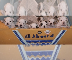 English Bulldog Puppy for sale in GULF BREEZE, FL, USA