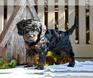 Cavapoo Puppy for sale in MILLERSBURG, OH, USA
