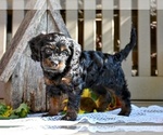 Small Cavapoo