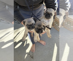American Lo-Sze Pugg Puppy for sale in MERIDIAN, ID, USA