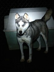 Mother of the Siberian Husky puppies born on 11/24/2018