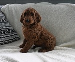 Small Photo #2 Goldendoodle Puppy For Sale in SUGARCREEK, OH, USA
