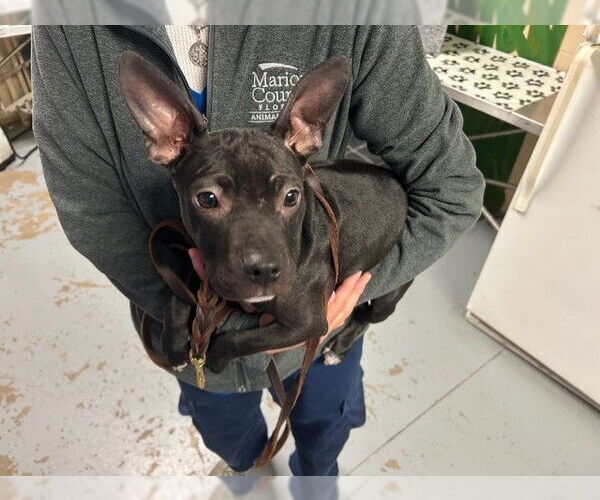 Medium Photo #1 Chihuahua Puppy For Sale in Ocala, FL, USA