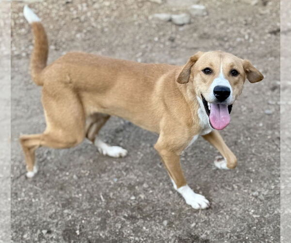 Medium Photo #2 Basenji-Carolina Dog Mix Puppy For Sale in Corning, AR, USA