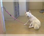 *STRAWBERRY - Female Siberian Husky Dog for Adoption - Small photo